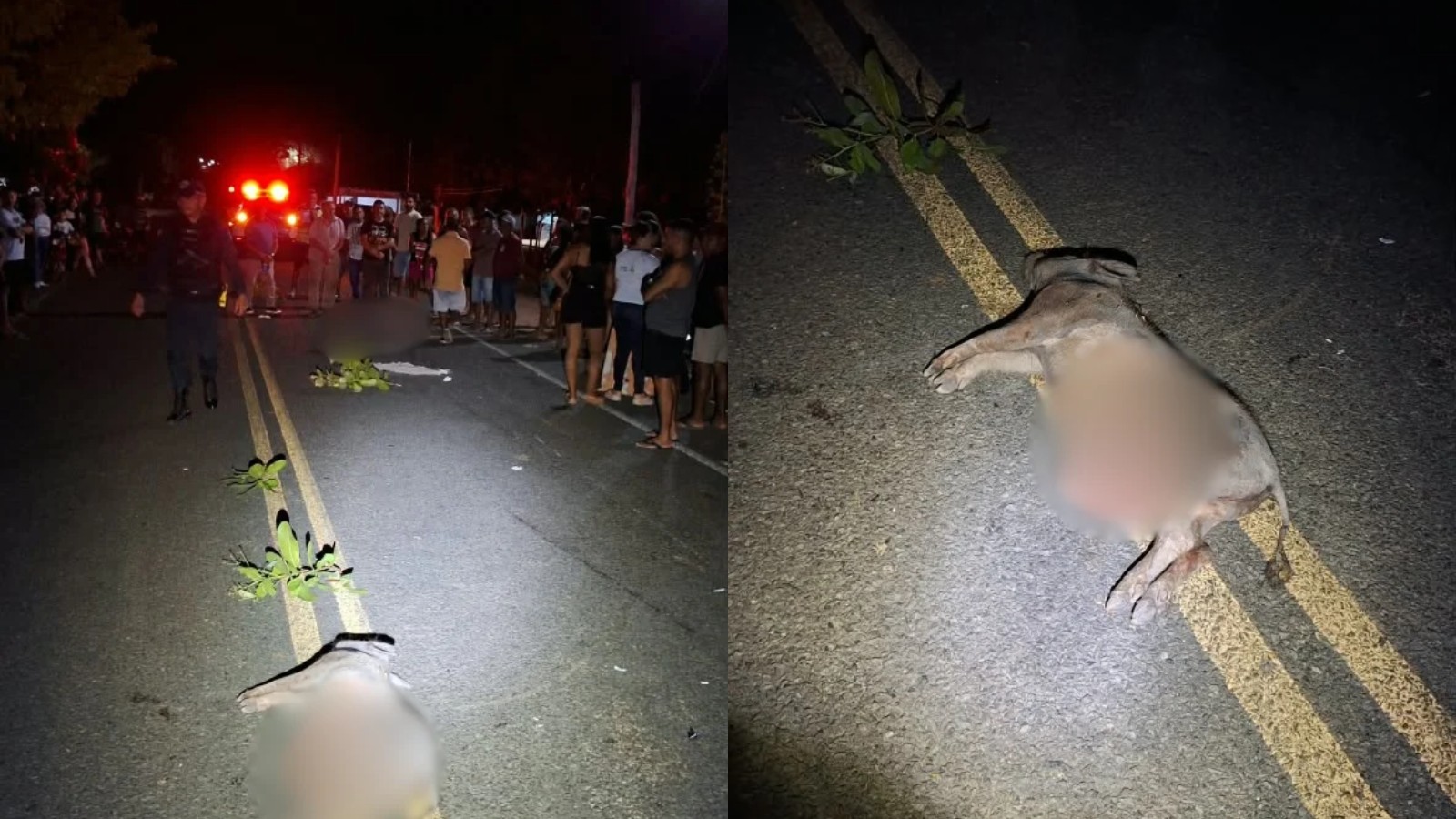Homem morre após colidir com porco e ser arremessado de moto no PI; filho fica ferido