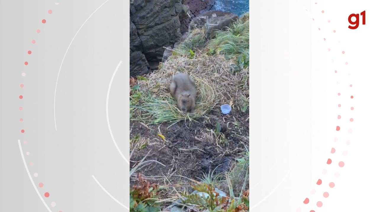 VÍDEO: capivara presa há 4 dias em penhasco de trilha mobiliza polícia em Florianópolis