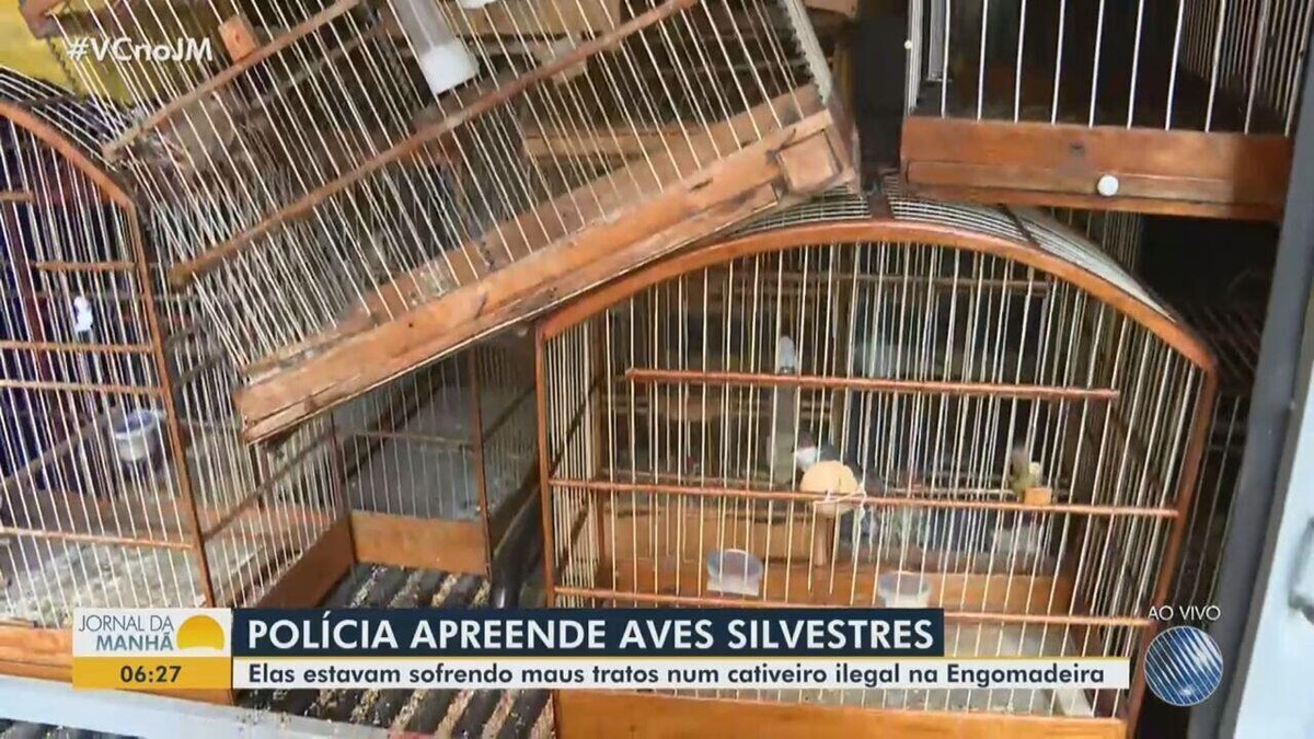 Polícia resgata 60 aves silvestres de cativeiro em Salvador | Bahia | G1