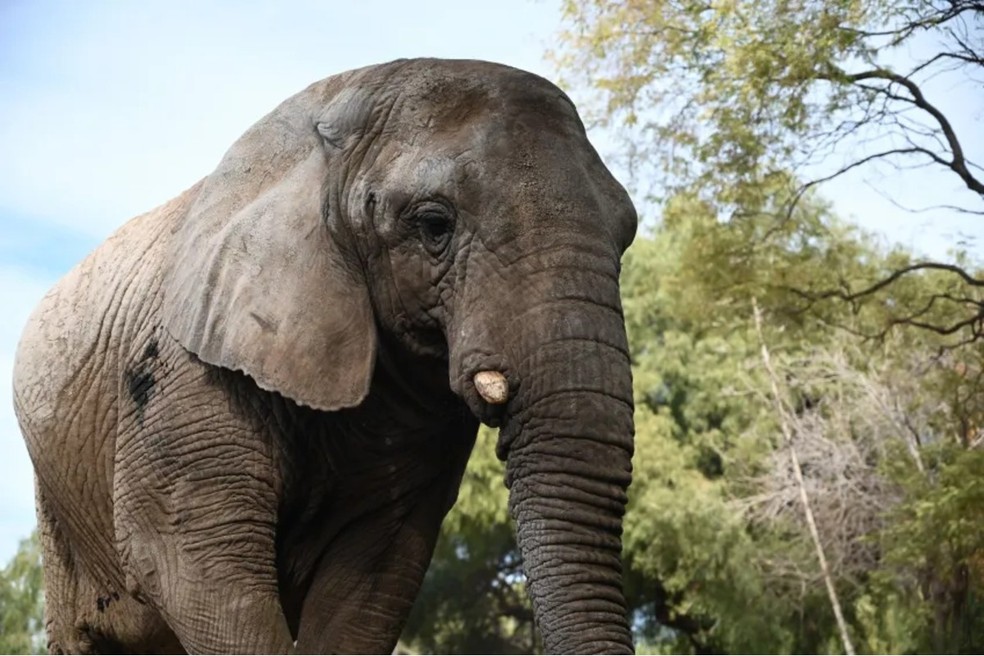 Elefanta Kenya — Foto: Governo de Mendoza/Reprodução