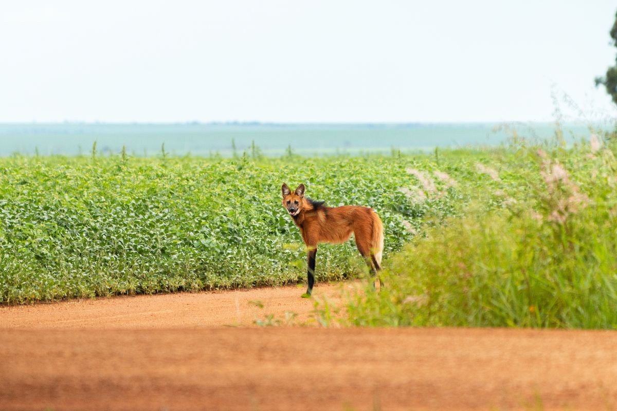 Lobo-guará 'posa' para fotógrafo no Parque Nacional das Emas em MS