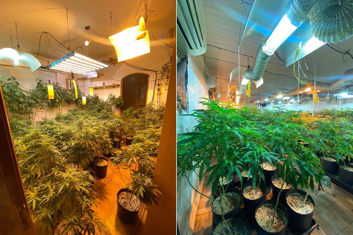 Homem é preso após polícia descobrir casa de luxo usada para cultivo de maconha no litoral de SP