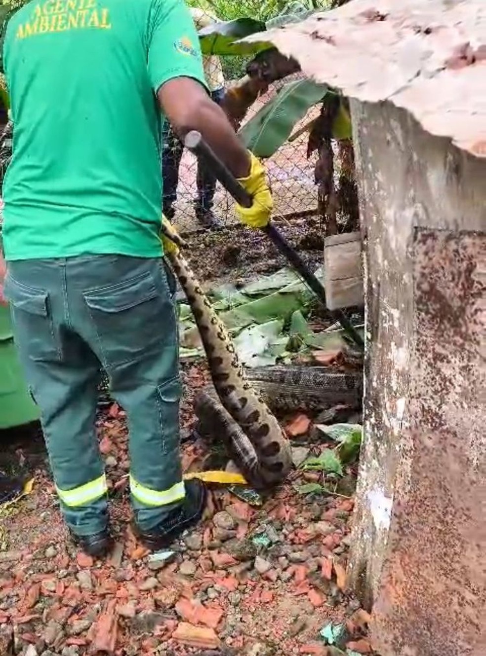 Resgate de sucuri em Araguacema — Foto: Reprodução