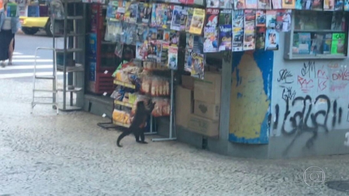 RJ  Macaco-prego invade apartamentos na Gávea para roubar comida