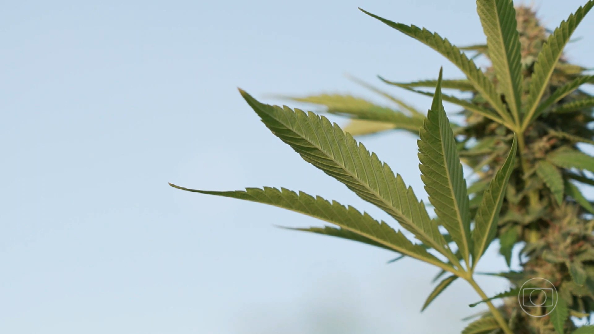 Cannabis: o que dizem pacientes e pesquisadores sobre uso medicinal da planta 