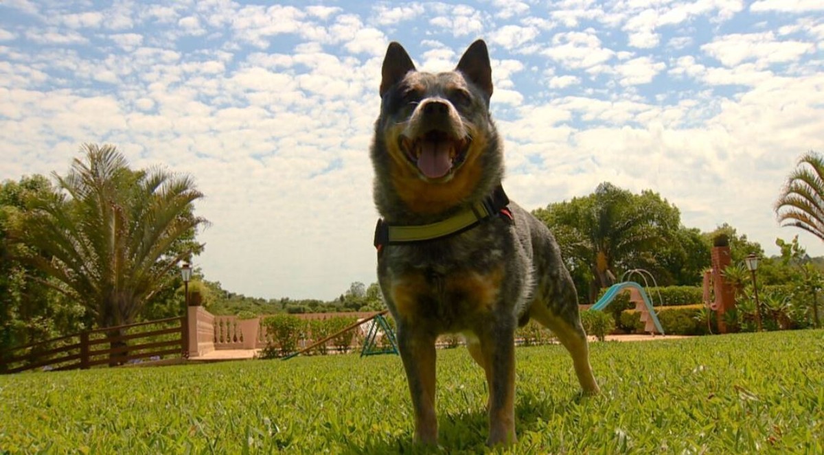 Cãoboy': cachorro 'boiadeiro' encarna touro e galopa com fantasia