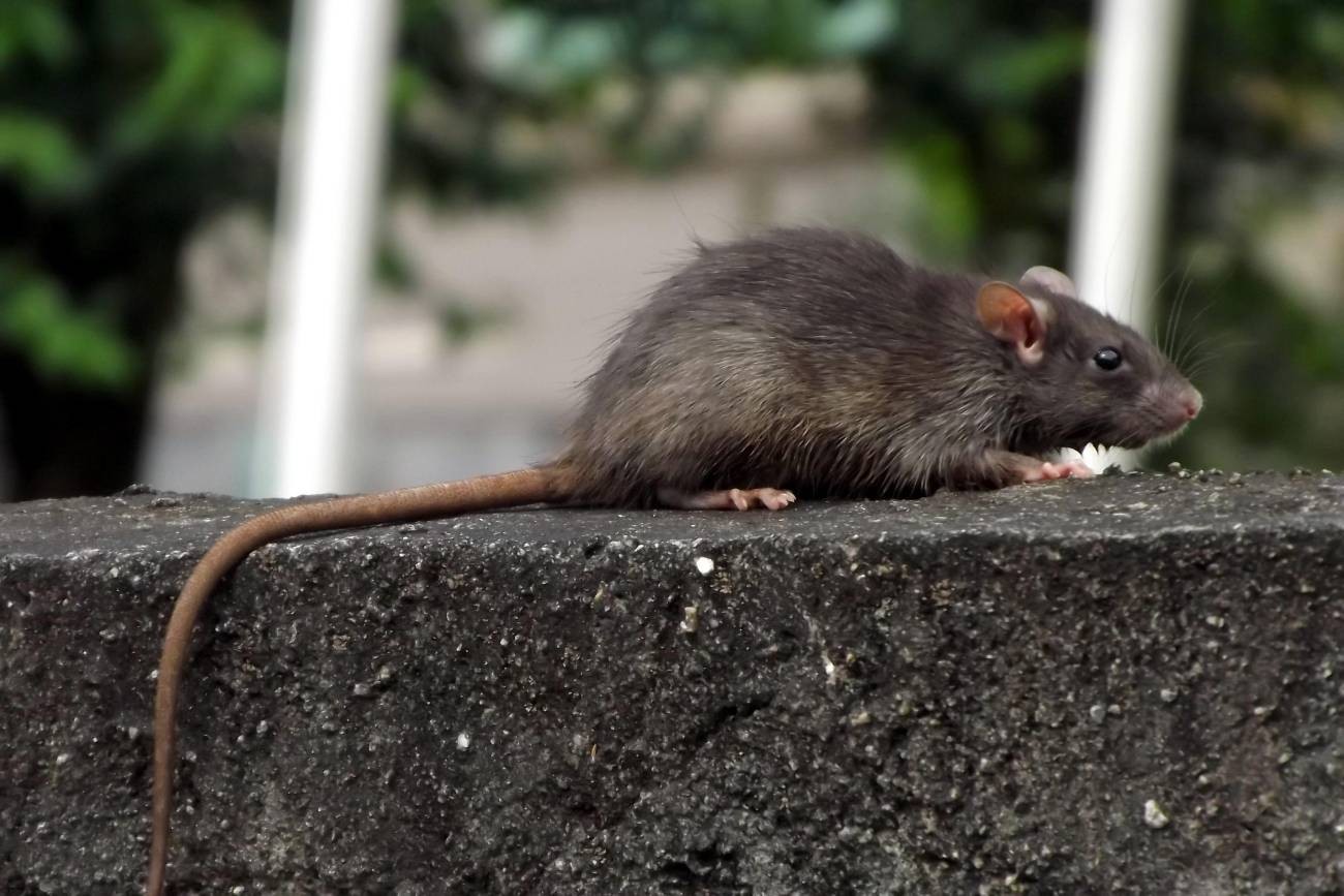 Leptospirose: Confirmados três casos em Santarém em 2026 