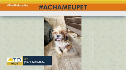 Léo procura dono de cachorrinho perdido