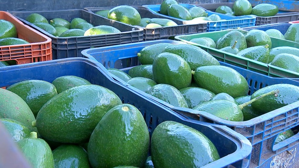 Produtores de abacate de SP reclamam de demanda fraca | G1