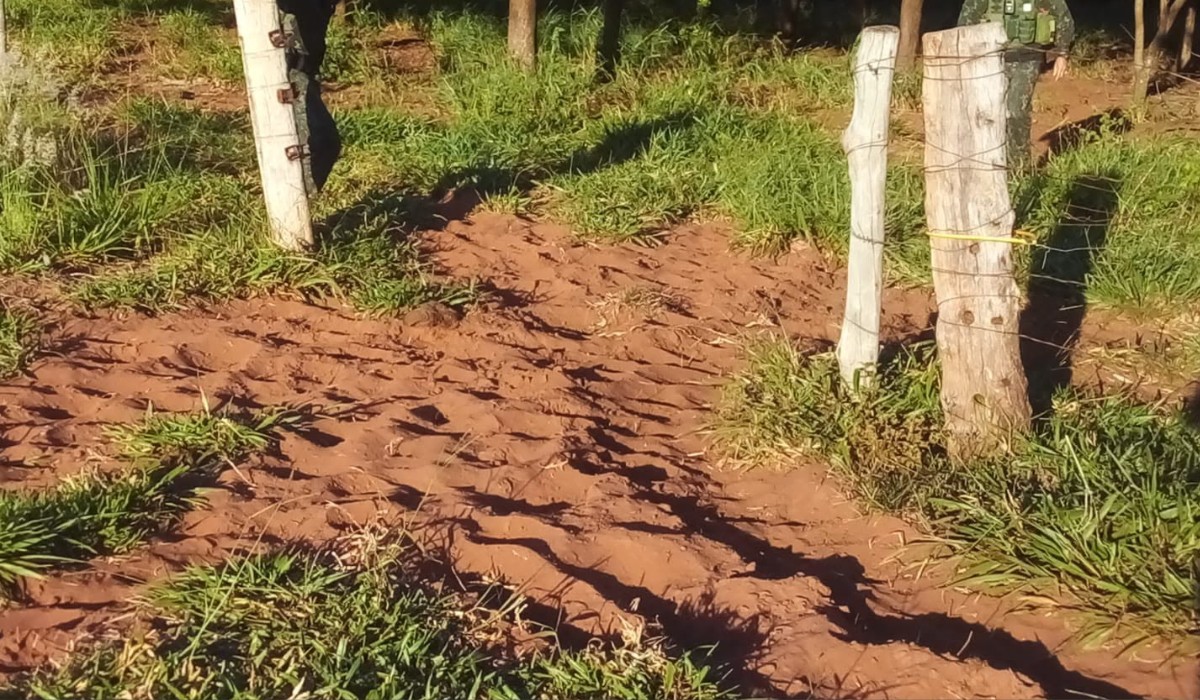 Proprietário é multado em R$ 5,5 mil por deixar gado pastar em área de reserva em Teodoro Sampaio