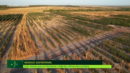 Mais Sustentável: projeto transforma lodo em fertilizante para culturas de eucaliptos