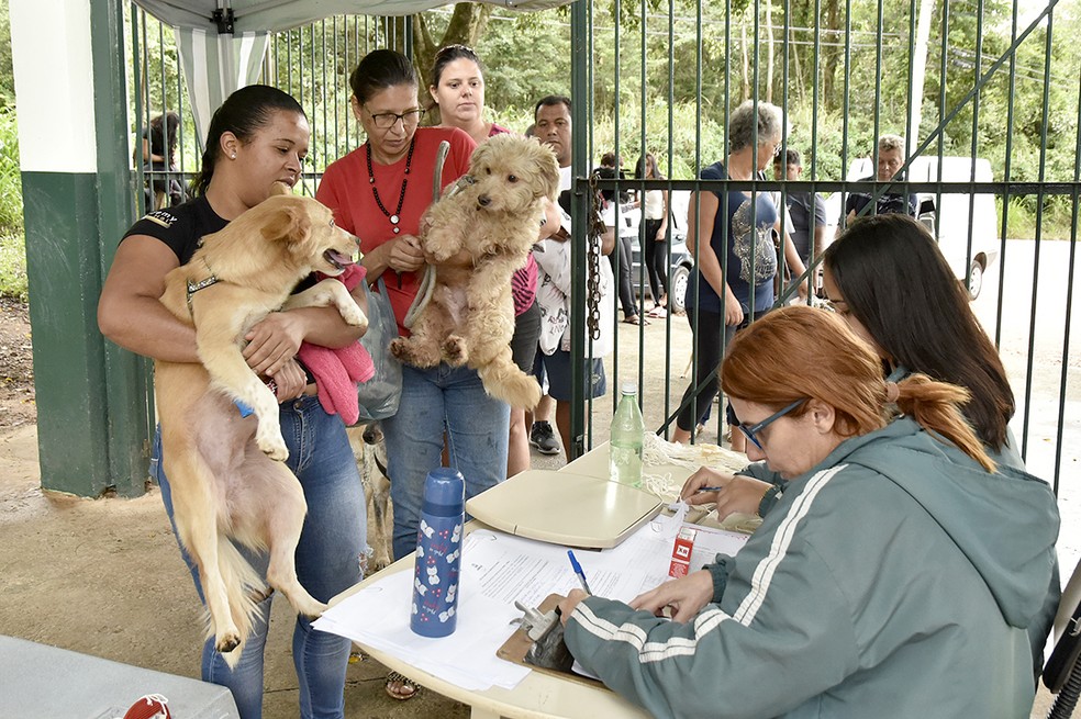Imagem ilustrativa sobre Jundiaí, Paulista e Cubatão se Unem: Castrações, Feiras Místicas e 'Adote um Amigo' Marcam a Edição de Adoção do Ano