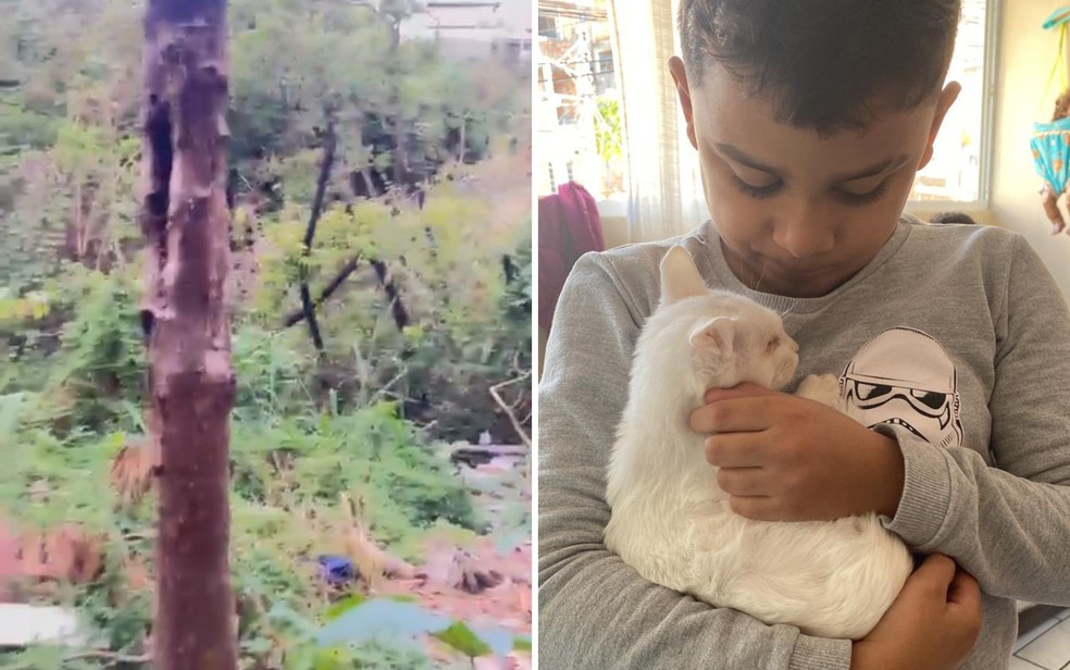 Mata onde João Pedro brincava quando foi atacado por abelhas, em Catalão — Foto: Arquivo pessoal/Rebeca Amorim