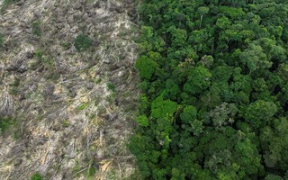 Por que o desmatamento cai na Amazônia e aumenta no Cerrado? Veja cenário atual, respostas e análise