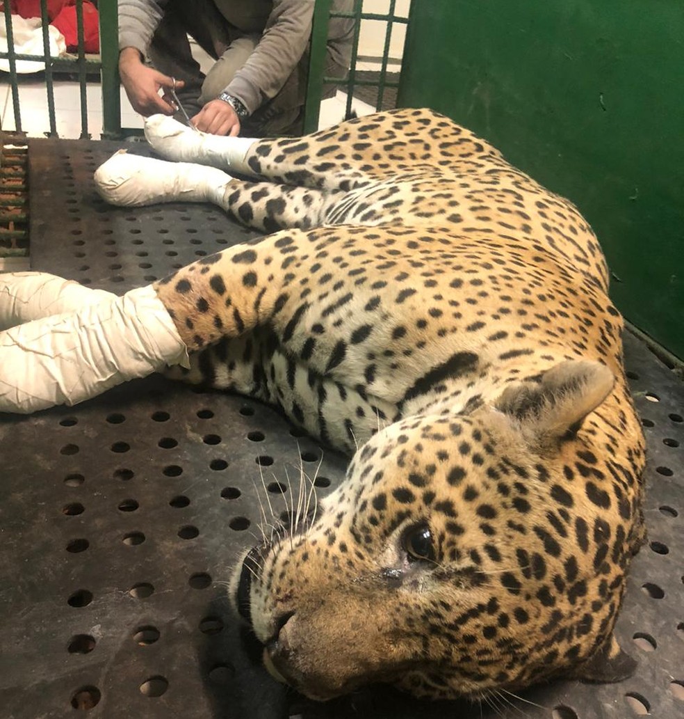 Onça-pintada teve as quatro patas queimadas — Foto: Corpo de Bombeiros
