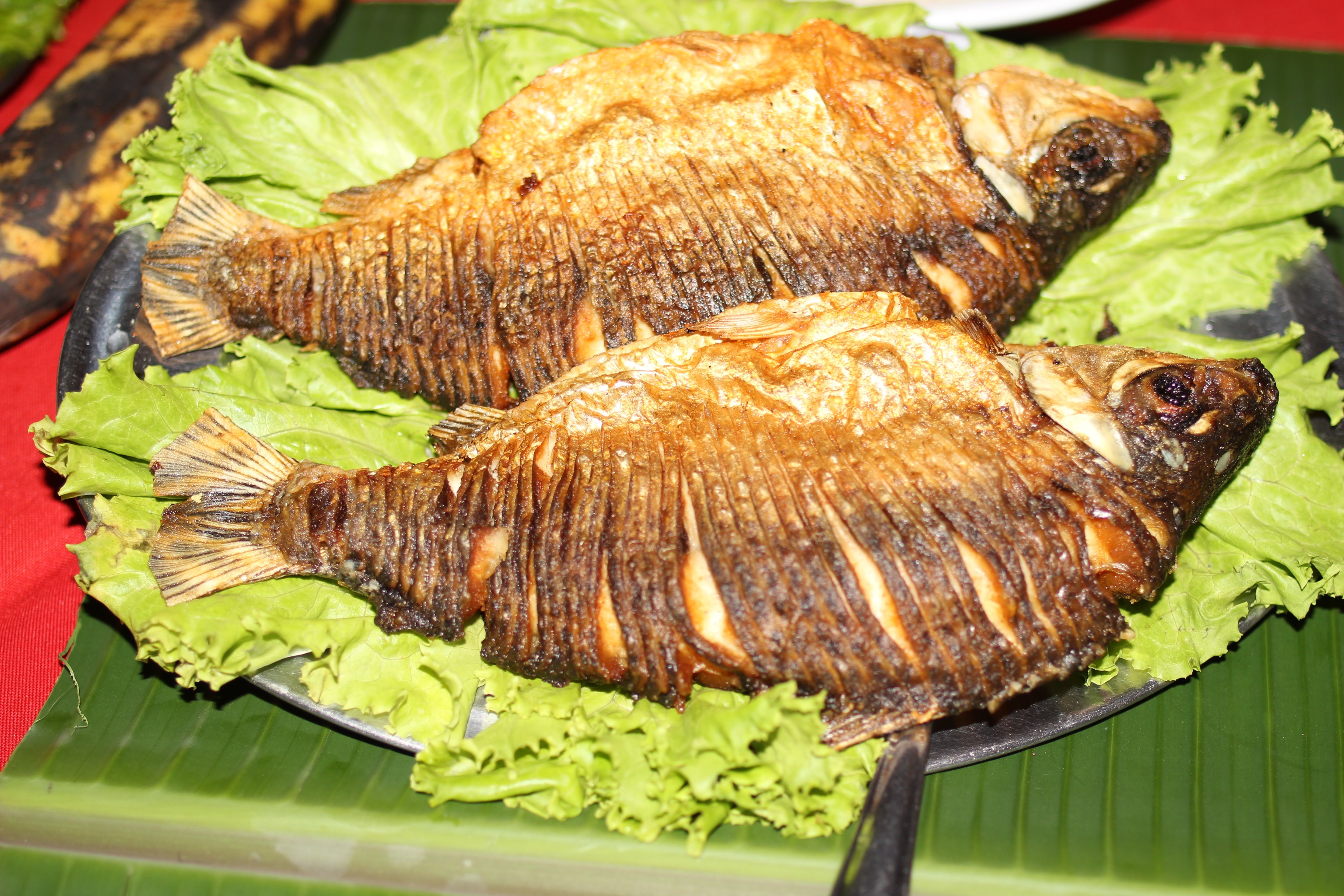 Festival do Jaraqui: evento reúne  cultura, fé e culinária amazônica