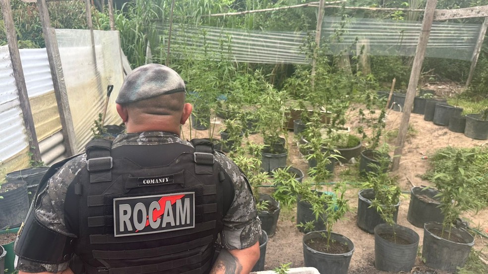 Rocam descobre planta&ccedil;&atilde;o de maconha e prende 5 em Manaus &mdash; Foto: Divulga&ccedil;&atilde;o