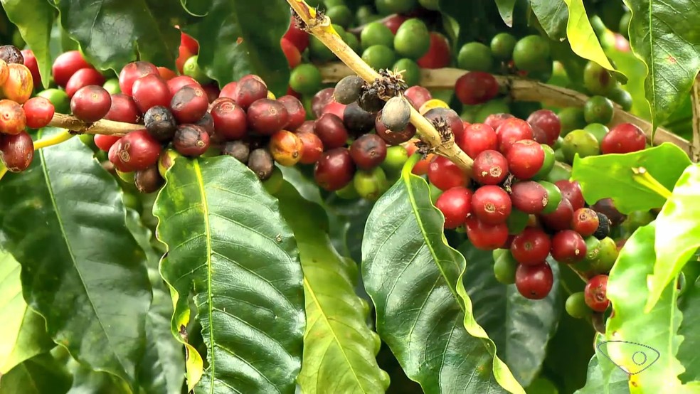 Resultado final da pesquisa sobre novas variedades de café arábica deve sair em outubro de 2024. — Foto: Reprodução/TV Gazeta