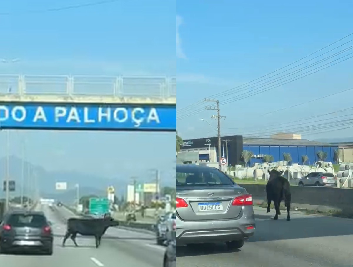 Boi atravessa rodovia em meio a veículos e para trânsito na Grande Florianópolis; VÍDEO