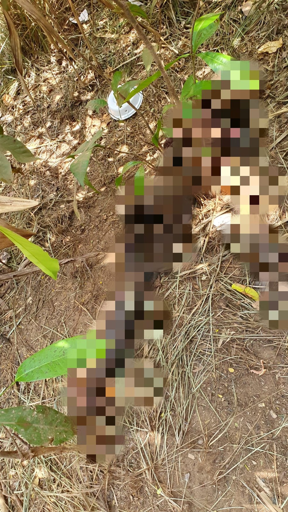 Cinco dias depois dela desaparecer, o corpo de Lindinalva foi encontrado por populares em uma região de mato, em estado de decomposição. — Foto: Divulgação