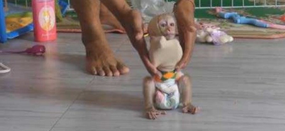 "Tutor" mostra como ensinar macaco a caminhar em pé: deixando as mãos presas por horas — Foto: Reprodução/SMACC