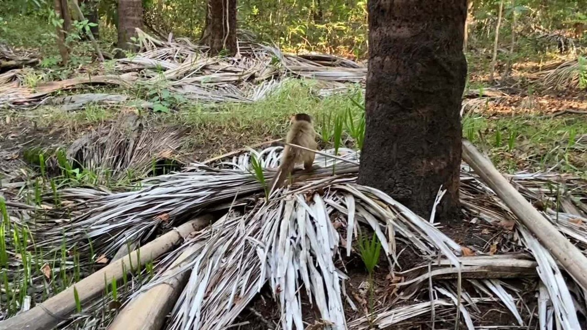 Lindo macaco passando tempo na natureza