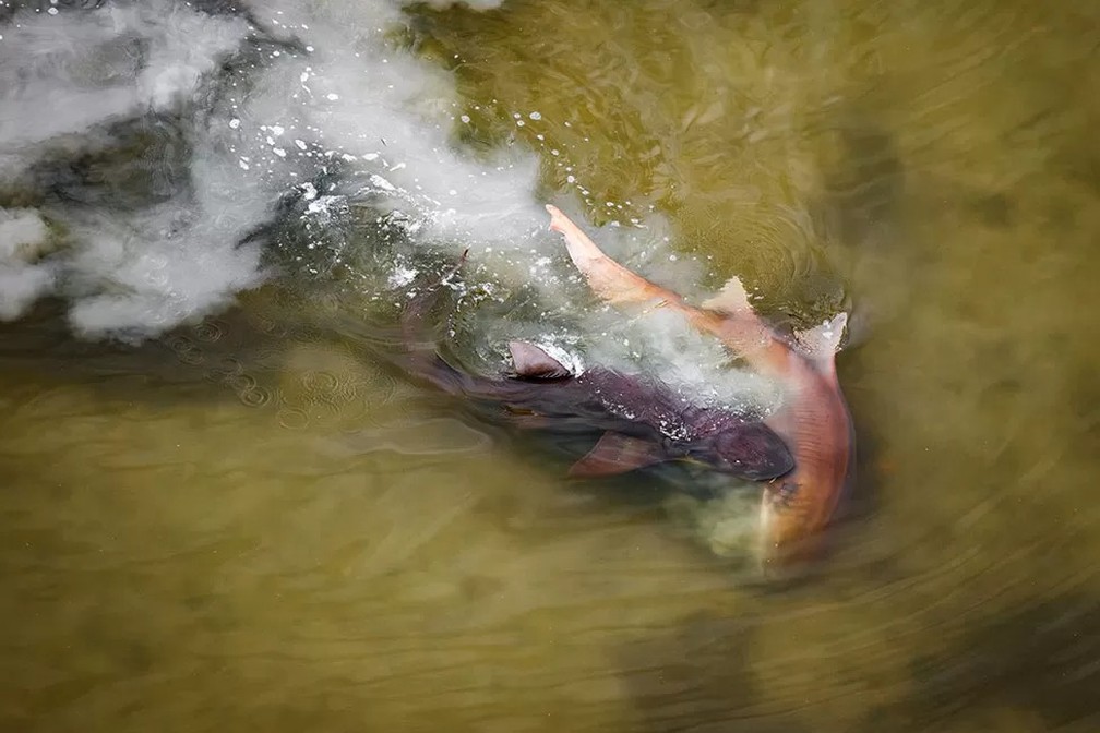 Tubarões acasalando — Foto: Mark Ian Cook/Mangrove Photography Awards
