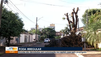 Árvores são derrubadas sem autorização na capital