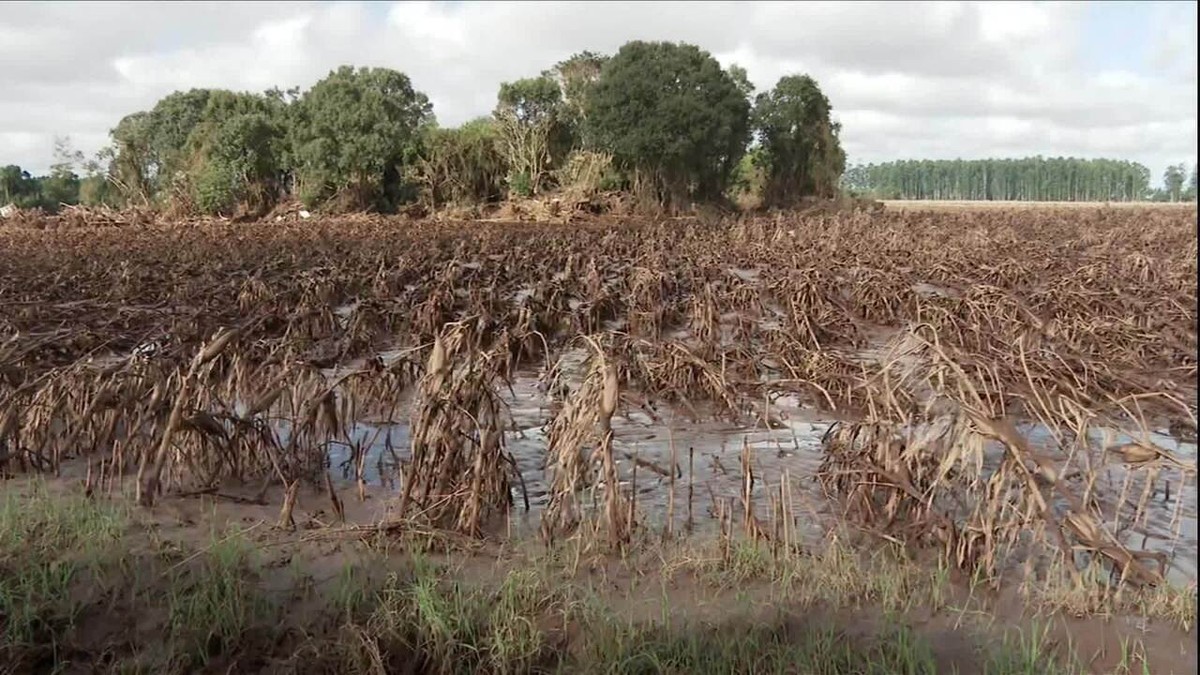 Agricultores e pecuaristas gaúchos tentam retomar o trabalho após estragos causados pelas chuvas
