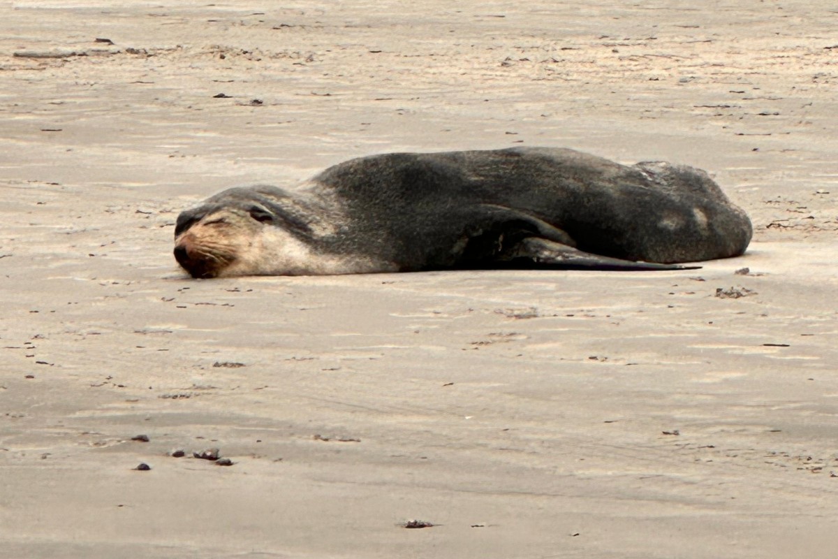 Lobo-marinho é flagrado descansando em praia no litoral de SP