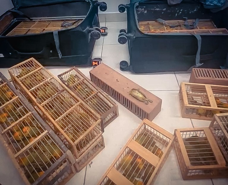 Passageiro é preso pela PF com 280 canários escondidos em malas no aeroporto de Boa Vista