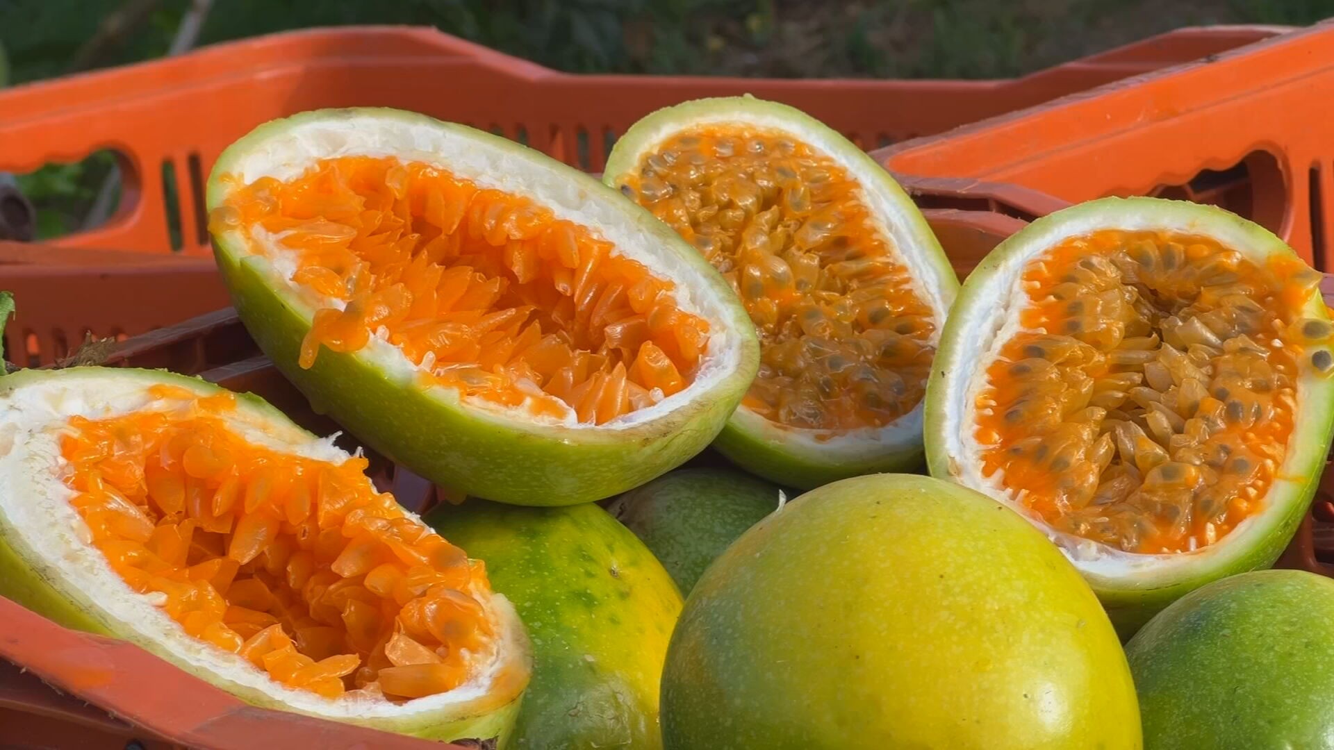 Maracujá no interior de SP: produtores usam técnica própria para driblar preço baixo e clima