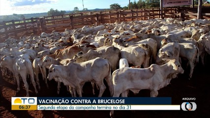 Segunda etapa da vacinação contra brucelose termina no dia 31 de dezembro
