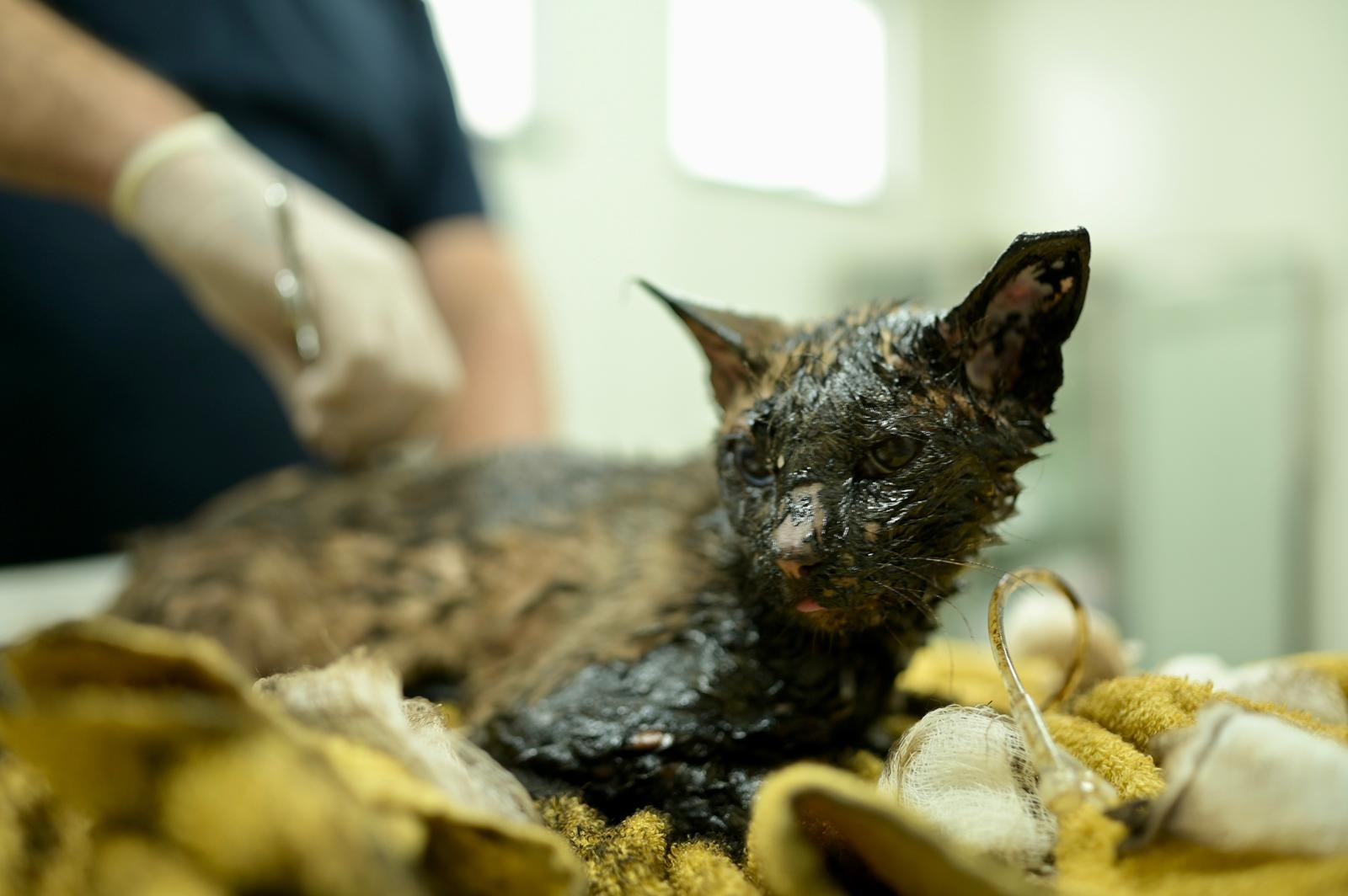 Gato é encontrado com corpo coberto de piche na Zona Norte de Manaus