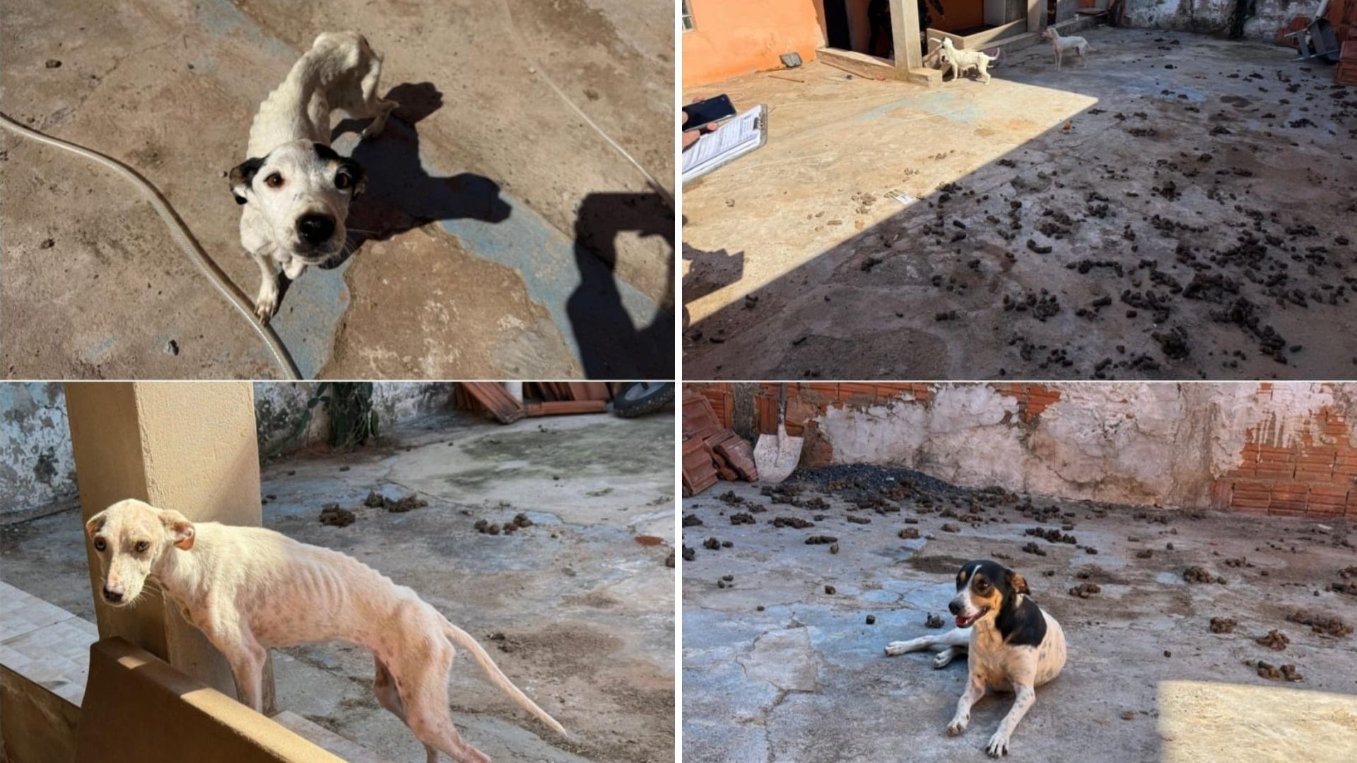 Tutor é preso por maus-tratos e oito cães são resgatados em Pirajuí