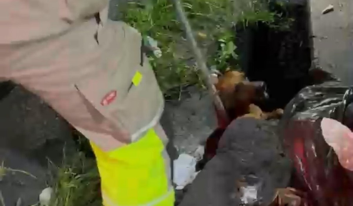 Cães brigam, caem em bueiro e são resgatados pelo Corpo de Bombeiros em Manaus; VÍDEO