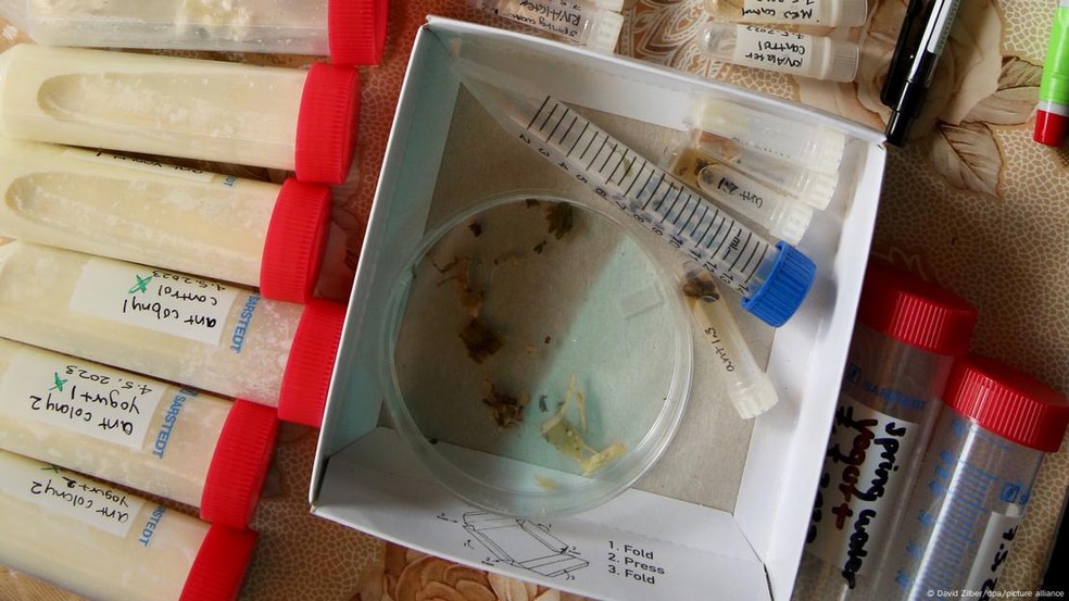 Receita para obter iogurte foi testada com formigas mortas e vivas — Foto: David Zilber/dpa/picture alliance