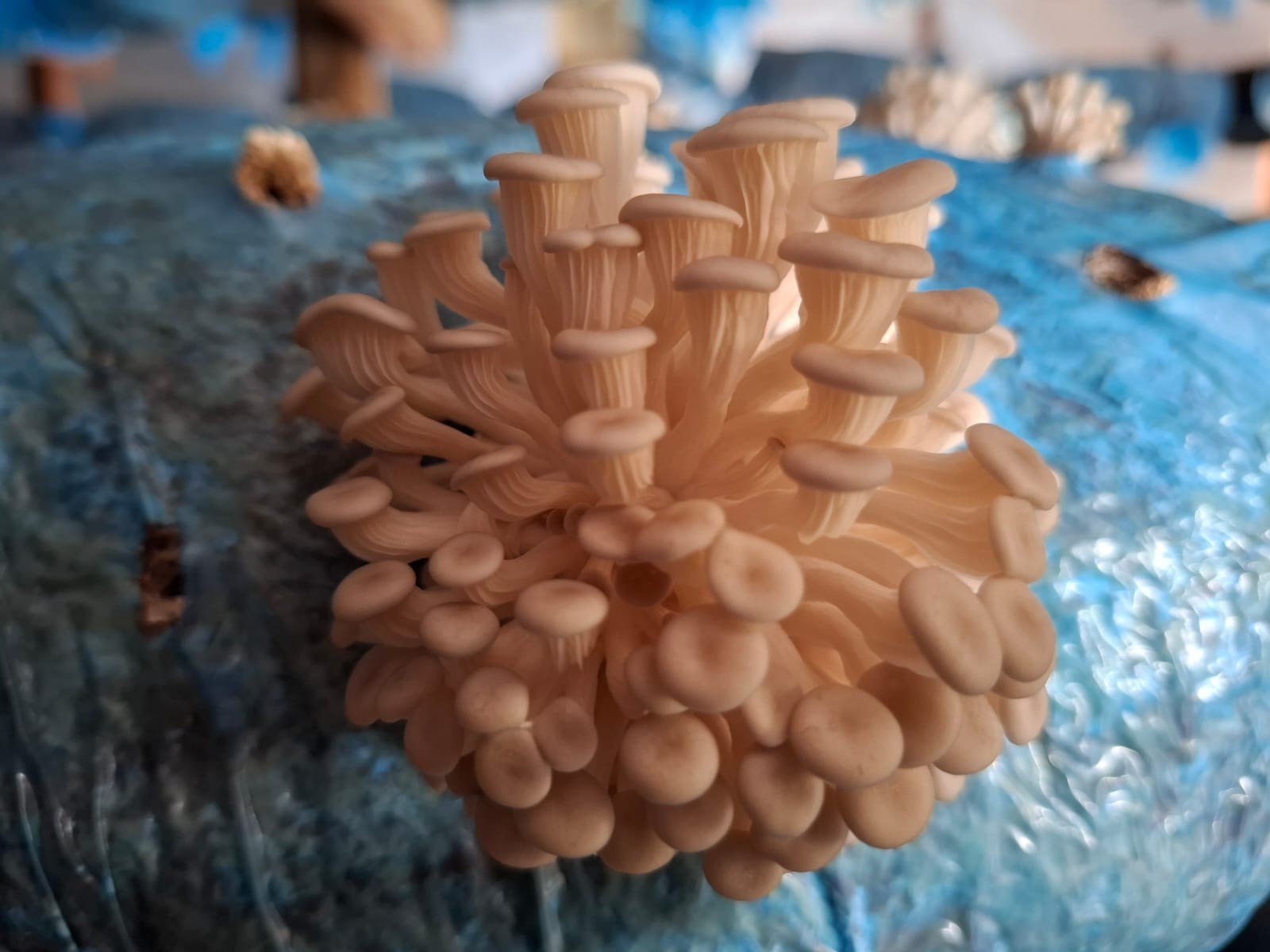 Produtores de shimeji abrem sítio para visitação e montam cantina com pratos à base do cogumelo: 'Turismo rural e pedagógico'