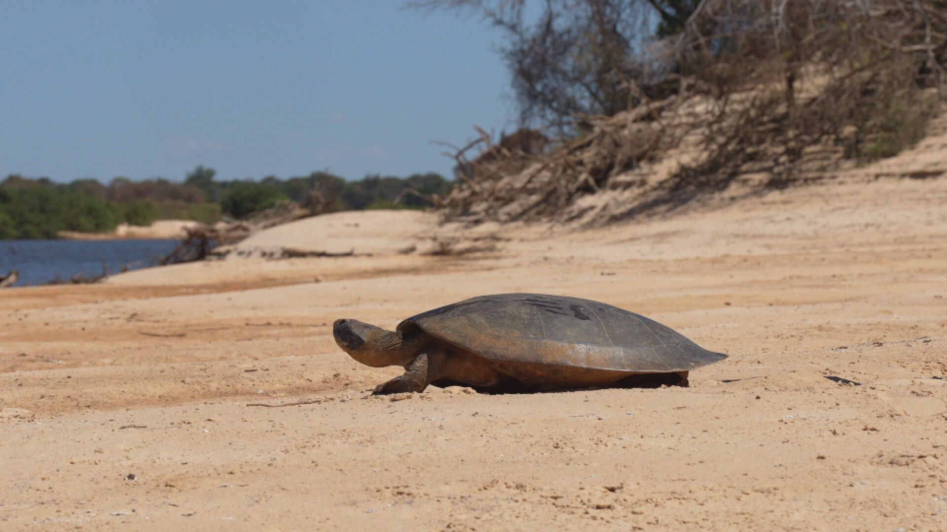 'Estamos achando ovos cozidos dentro dos ninhos': o impacto da crise climática na fauna da Amazônia
