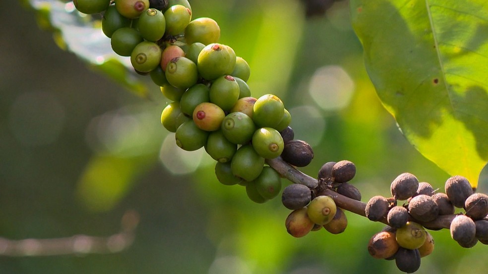 Espírito Santo é um dos maiores produtores de café do país. — Foto: Reprodução/ TV Gazeta