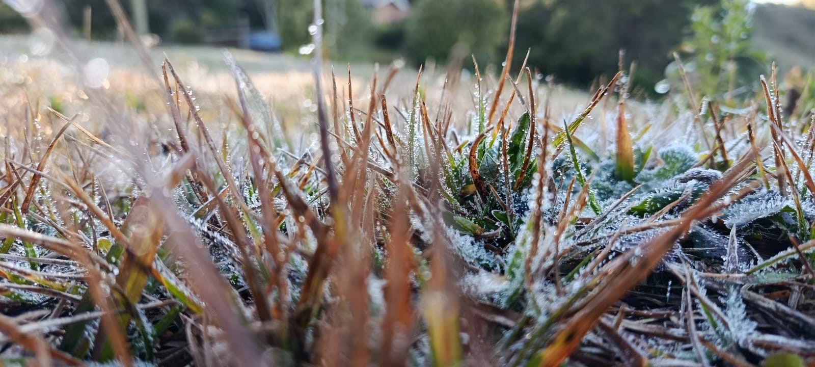 Às vésperas do inverno, Campos do Jordão registra nova manhã com geada e mínima de 3,1°C