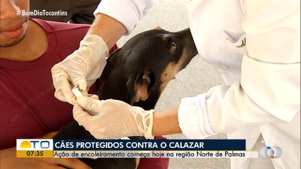 Ação de encoleiramento de cães contra o calazar será realizada na região Norte de Palmas