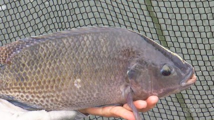 Produção de peixes ganha cada vez mais espaço no Tocantins