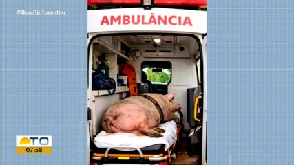 Prefeitura de Sampaio desmente boato de porco transportado em ambulância