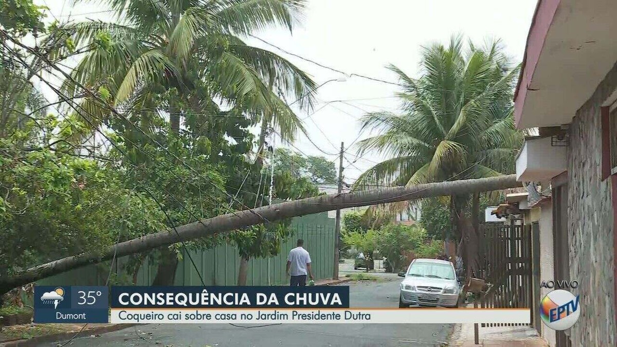 Un cocotier de 15 mètres de long tombe et heurte une maison lors d’une tempête à Ribeirão Preto |  Ribeirão Preto et Franca