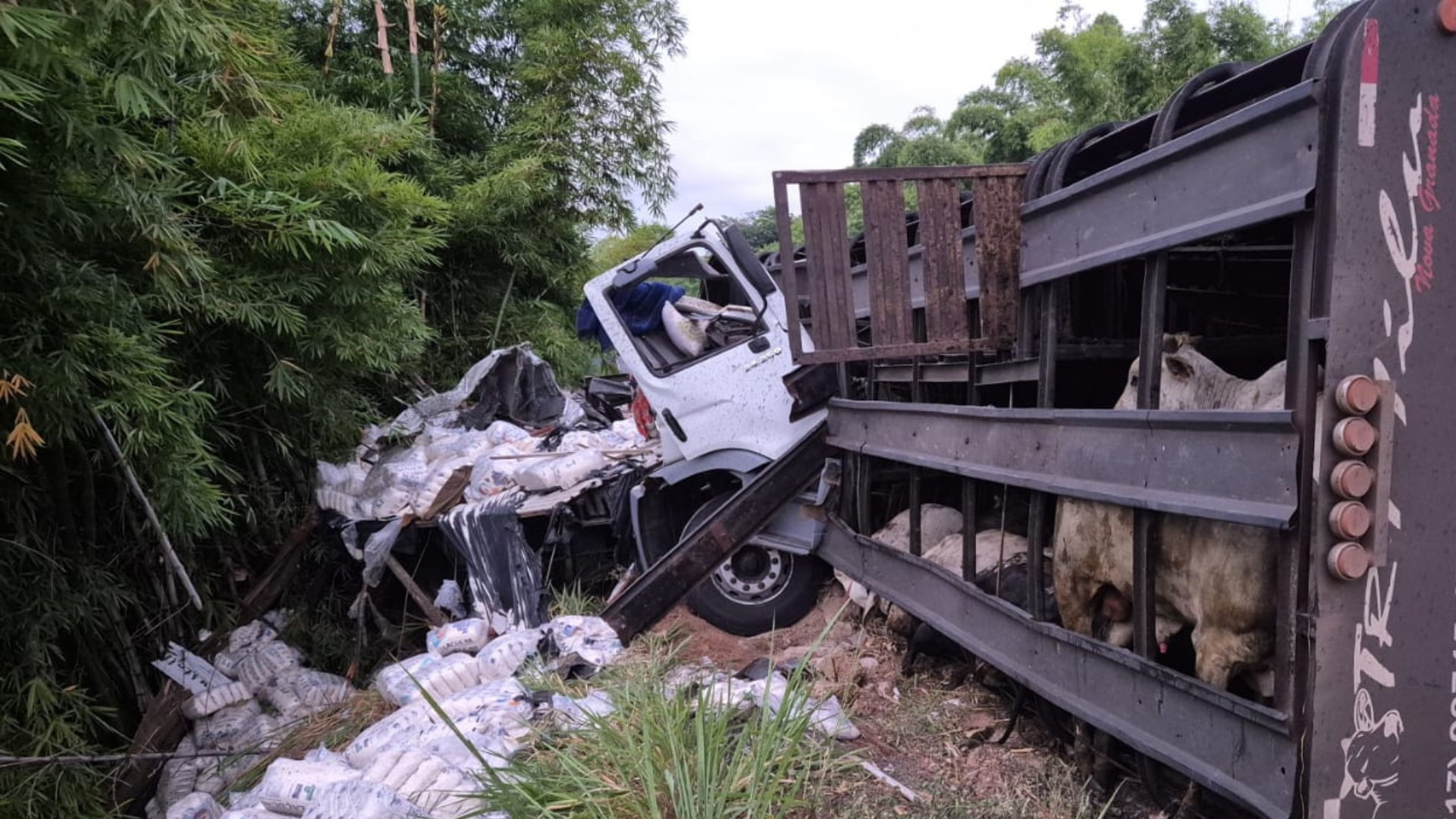 Acidente entre caminhão e carreta com gado deixa homem morto na BR-116, em Jampruca