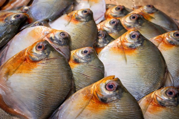 Três casos de doença de Haff são confirmados em Itacoatiara, no interior do Amazonas