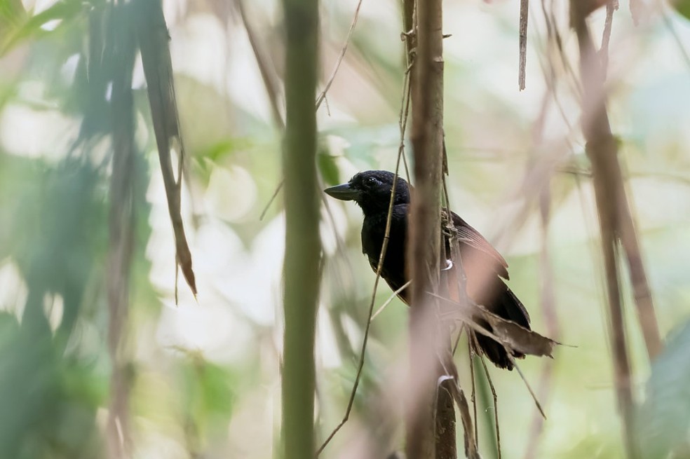 Choca-de-garganta-preta macho  — Foto: Carlos Alexandre