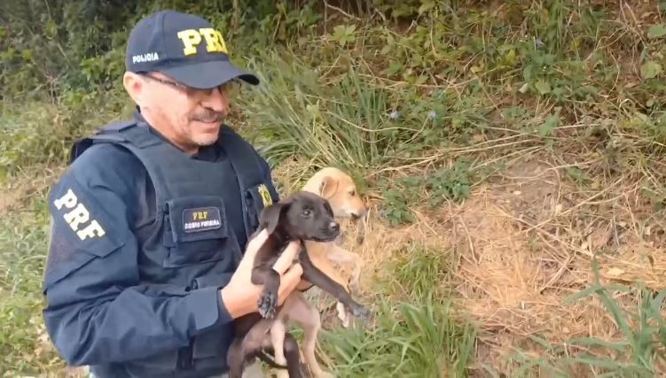 Filhotes de cães são resgatados por policiais após serem abandonados em caixa às margens de rodovia no CE; vídeo