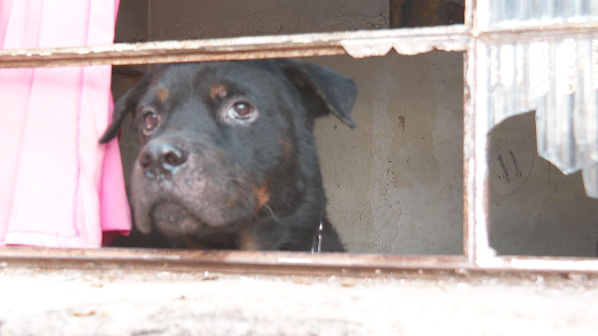 Tutor é preso e cão abandonado é alimentado por vizinhos em janela quebrada no interior de SP; VÍDEO